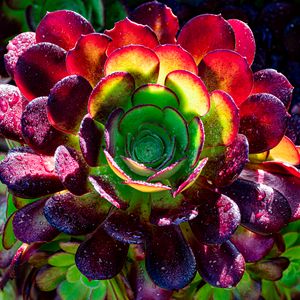 Preview wallpaper succulent, plant, petals, macro, drops