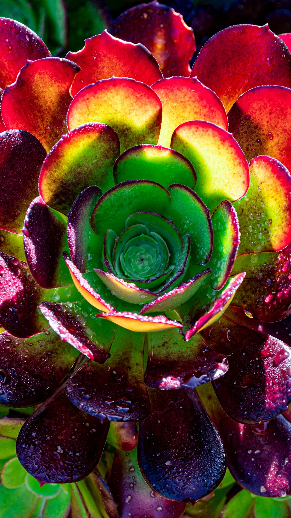 938x1668 Wallpaper succulent, plant, petals, macro, drops