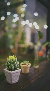 Preview wallpaper succulent, plant, pot, glass, macro