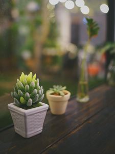 Preview wallpaper succulent, plant, pot, glass, macro