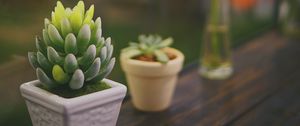 Preview wallpaper succulent, plant, pot, glass, macro