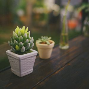 Preview wallpaper succulent, plant, pot, glass, macro