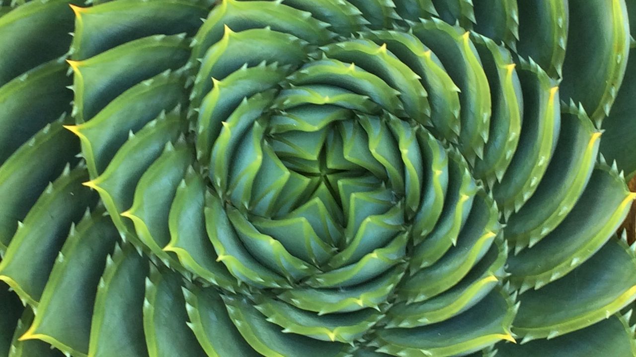 Wallpaper succulent, plant, thorns, spiral