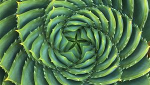 Preview wallpaper succulent, plant, thorns, spiral