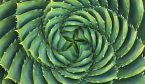 Preview wallpaper succulent, plant, thorns, spiral