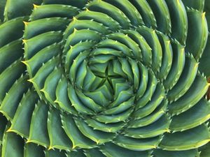 Preview wallpaper succulent, plant, thorns, spiral