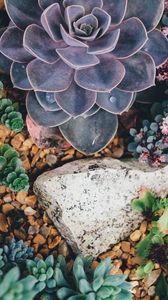 Preview wallpaper succulents, flowers, plant