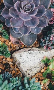 Preview wallpaper succulents, flowers, plant