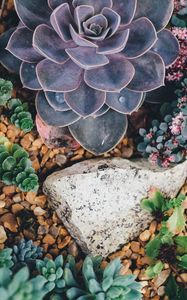 Preview wallpaper succulents, flowers, plant