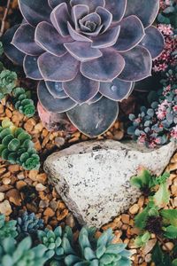 Preview wallpaper succulents, flowers, plant