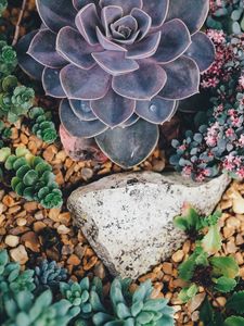 Preview wallpaper succulents, flowers, plant