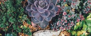 Preview wallpaper succulents, flowers, plant