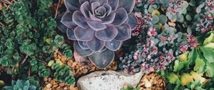 Preview wallpaper succulents, flowers, plant