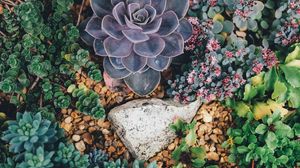 Preview wallpaper succulents, flowers, plant