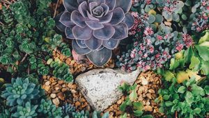 Preview wallpaper succulents, flowers, plant