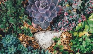 Preview wallpaper succulents, flowers, plant