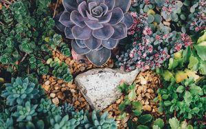 Preview wallpaper succulents, flowers, plant