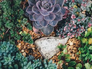 Preview wallpaper succulents, flowers, plant