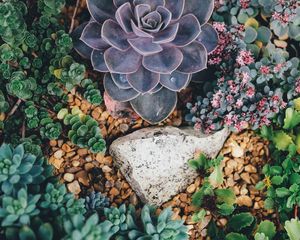 Preview wallpaper succulents, flowers, plant