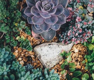 Preview wallpaper succulents, flowers, plant