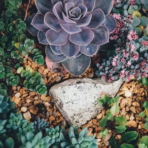 Preview wallpaper succulents, flowers, plant