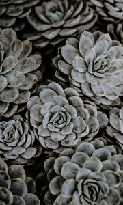 Preview wallpaper succulents, flowers, plant, petals