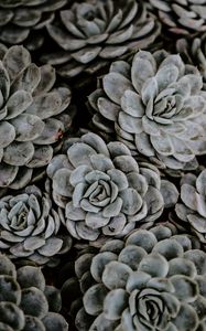 Preview wallpaper succulents, flowers, plant, petals