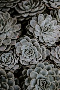 Preview wallpaper succulents, flowers, plant, petals