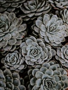 Preview wallpaper succulents, flowers, plant, petals