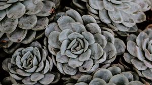 Preview wallpaper succulents, flowers, plant, petals