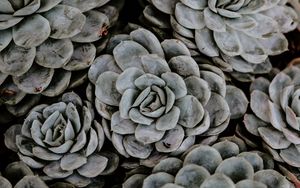 Preview wallpaper succulents, flowers, plant, petals