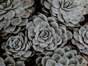 Preview wallpaper succulents, flowers, plant, petals