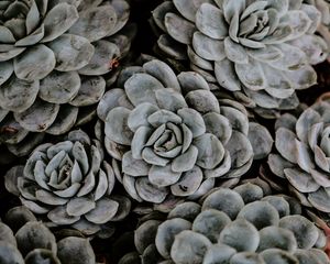 Preview wallpaper succulents, flowers, plant, petals