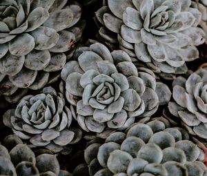 Preview wallpaper succulents, flowers, plant, petals