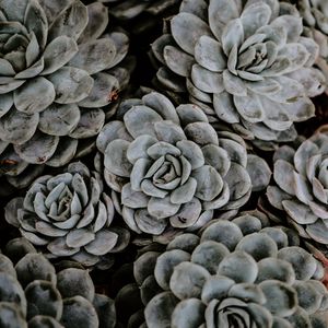 Preview wallpaper succulents, flowers, plant, petals