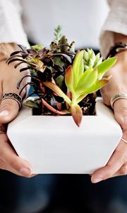 Preview wallpaper succulents, hands, houseplant