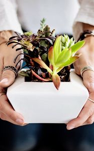 Preview wallpaper succulents, hands, houseplant