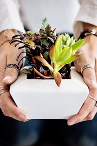 Preview wallpaper succulents, hands, houseplant