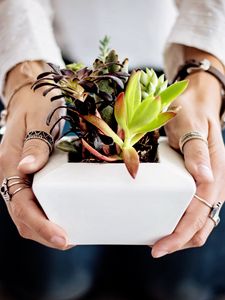 Preview wallpaper succulents, hands, houseplant