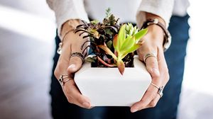 Preview wallpaper succulents, hands, houseplant