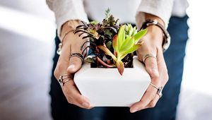 Preview wallpaper succulents, hands, houseplant