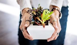 Preview wallpaper succulents, hands, houseplant