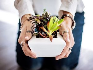 Preview wallpaper succulents, hands, houseplant