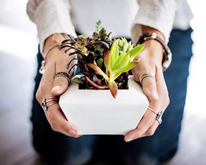 Preview wallpaper succulents, hands, houseplant