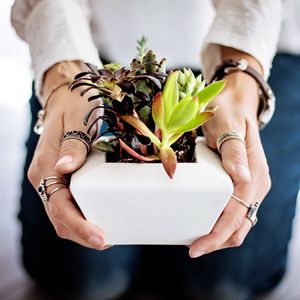 Preview wallpaper succulents, hands, houseplant