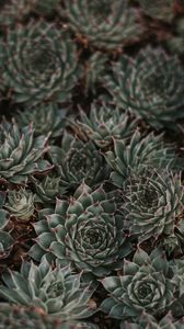 Preview wallpaper succulents, leaves, plants, macro