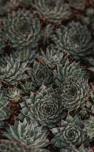 Preview wallpaper succulents, leaves, plants, macro