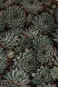 Preview wallpaper succulents, leaves, plants, macro