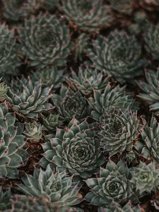 Preview wallpaper succulents, leaves, plants, macro