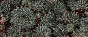 Preview wallpaper succulents, leaves, plants, macro